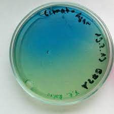 A number of strains have been identified. Raoultella Planticola Wikipedia
