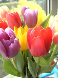 tulip color meanings dfw flowers