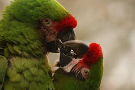 Maracanã é o nome dado a várias aves da mesma família dos papagaios. Arara Maracana Tambem E Conhecida Como Maracana Verdadeira