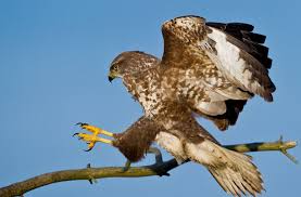 Reproduction et mortalité du busard cendré sur un parc éolien du sud. Wildvogel In Schwieberdingen Bussard Greift Wieder Spazierganger An Ludwigsburg Stuttgarter Nachrichten