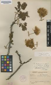 Image result for Albizia tanganyicensis