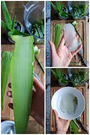 How To Grow Use Aloe Vera In The Garden Beyond Homestead And Chill Growing Aloe Vera Grow Aloe Vera How To Grow Aloe Vera