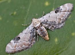 Image result for Eupithecia indigata