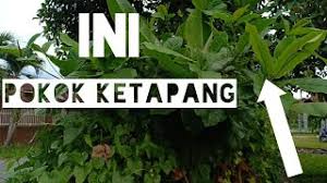 Maybe you would like to learn more about one of these? Pokok Ketapang Untuk Ikan Laga Kesayangan Anda Youtube
