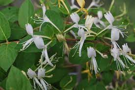 Growth rate of a plant will determine how fast the plant reaches it ultimate height and is affected by four main factors: Lonicera Halliana Honeysuckle Plants For Sale Uk Letsgoplanting Co Uk