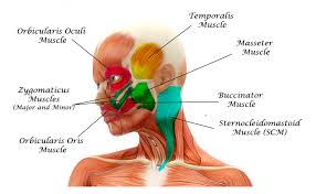 Related posts of muscle of the neck and head. The Muscles Of The Head Trunk And Shoulders Scientist Cindy