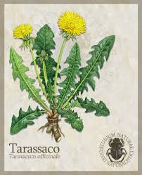 We did not find results for: Il Tarassaco La Cucina Di Verdolina