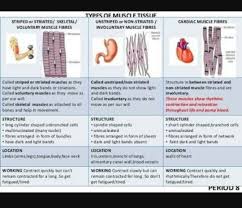 Drag the labels onto the diagram to label the steps of smooth muscle activation and deactivation. What Are The Three Types Of Muscle Fibers Brainly