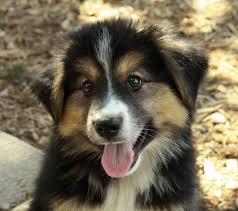 Find border collie in dogs & puppies for rehoming | find dogs and puppies locally for sale or adoption in ontario : Stunning German Shepherd X Collie Shepherd Mix Puppies German Shepherd Mix Puppies Mix Puppies