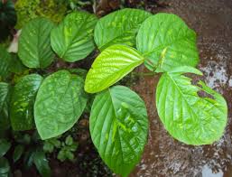 Image result for Pleurolobus