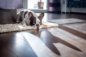 tips to prevent your dog from slipping