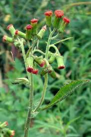 Image result for Crassocephalum