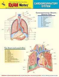 Cardiorespiratory System Exam Notes Santa Fe Community College Bookstore
