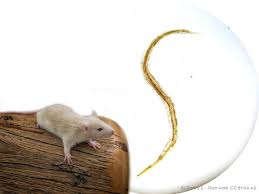 Wenn Ratten Wurmer Haben Alles Uber Entwurmung Farbratten Zucht Karni Mata