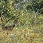 One of the plants that deer seem to think is candy is the lovely spring tulip. Preventing Deer From Eating Tulips How To Keep Deer From Eating My Tulips