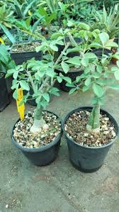Image result for Adenia fruticosa