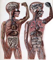 The Body Works Like A Machine Science Illustration Medical Illustration Children S Book Illustration