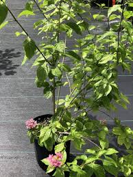 Image result for x Ruttyruspolia 'Phyllis van Heerden'