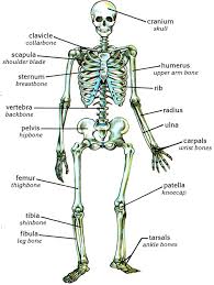 Formed by epithelial tissue, this is the outer part of the skin that is attached to the dermis. Skeletal System Diagram Crossword