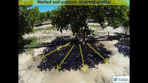 Lemon trees spotted in sf. Irrigation Management For Young Citrus Trees Citrus Industry Magazine