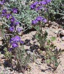 Image result for Ficalhoa