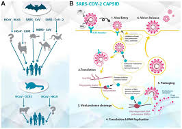 Related online courses on physioplus. Repurposing Current Therapeutic Regimens Against Sars Cov 2 Review