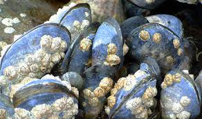 According to researchers at stanford university in california, as these bivalves sieve the water surrounding them in search for bacteria or after seeing what these bivalves can do, the study team decided to put them to work. Living On Earth Caffeine In Ocean Water