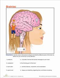 Regions Of The Brain Worksheet Education Com Science Worksheets Education Com Worksheets For Kids