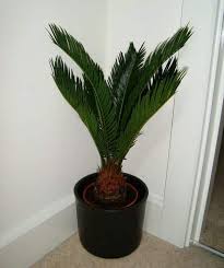 Image result for Cycas revoluta
