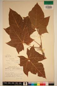 Image result for Sterculia appendiculata