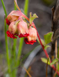 Image result for Hermannia quartiniana