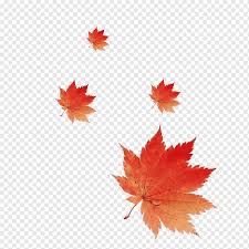 Unduh daun maple merah sebagai simbol musim gugur sebagai konsep bertema musiman sebagai ikon cuaca musim gugur pada latar belakang putih yang terisolasi. Japanese Maple Png Pngwing