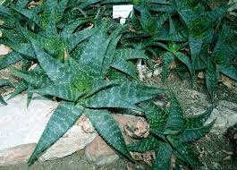 Image result for Orbea maculata