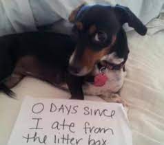 Why Do Dogs Like To Eat Cat Poop Litter Shocking Reasons