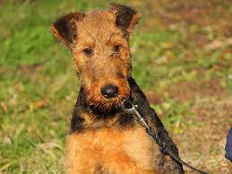 Airedale Terrier For Sale Airedale Terrier Puppies Airedale Terrier Airedale Terrier Puppies Terrier