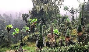 Image result for Mimulopsis arborescens