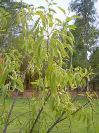 This holiday home provides free private parking, an atm and free wifi. Facts About The Indian Sandalwood Tree Description Uses Hubpages