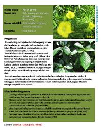 Vitamin c mengandung anti oksidan yang. Pecah Beling Strobilanthes Crispus Wannura