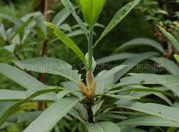 Image result for Actinodaphne