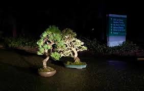 We revise this list every month based on the current trend of what people are buying. Two Stolen Bonsai Trees Mysteriously Returned To Washington State Museum Smart News Smithsonian Magazine