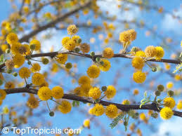 Image result for Acacia farnesiana