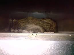 All kinds of critters, including mice, can enter through crawl spaces under buildings or even foundations on slabs. There Is A Raccoon In My Ductwork Power Vac Serving Since 1966