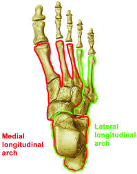View the illustration, and drag the labels to their appropriate place. The General Orthopaedics And Pathology Oral Section 4 Postgraduate Orthopaedics