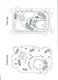 Read the text and answer the questions online. Empty Animal Cell Diagram Worksheet Printable Worksheets And Activities For Teachers Parents Tutors And Homeschool Families