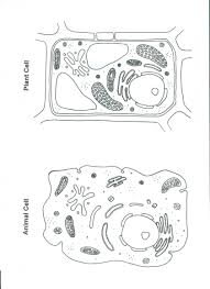 Printable animal cell diagram to help you learn the organelles in an animal cell in preparation for your test or quiz. Blank Cell Diagram Worksheet Printable Worksheets And Activities For Teachers Parents Tutors And Homeschool Families