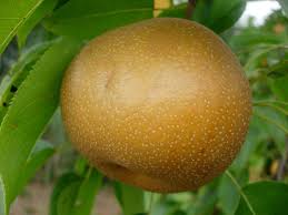 Image result for Pyrus pyrifolia