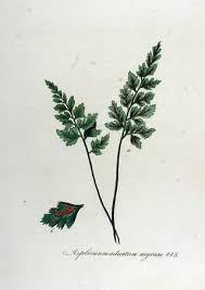 Image result for Asplenium adiantum-nigrum