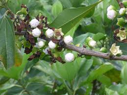 Image result for Bellucia