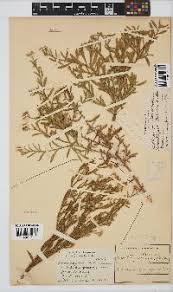 Image result for Litogyne gariepina