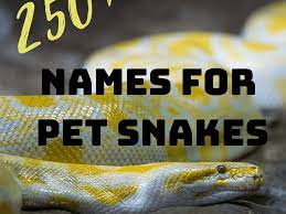 250 Funny Cool Cute And Badass Pet Snake Names Pethelpful
